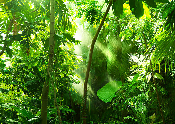 tropenwald, bäume im sonnenlicht und regen - tropical rainforest stock-fotos und bilder