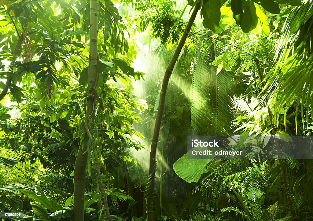 Bosque Tropical, los árboles en la luz del sol y lluvia - Foto de stock de Selva Tropical Amazónica libre de derechos