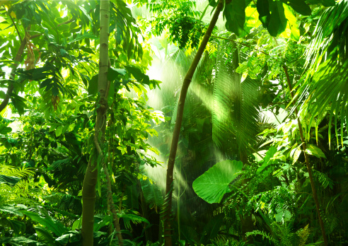 Tropical forest, trees in sunlight and rain