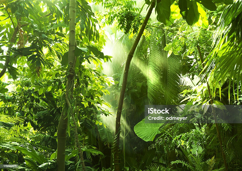 Tropical forest, trees in sunlight and rain Amazon Rainforest Stock Photo