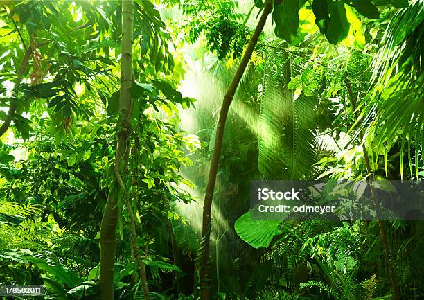 Tropical Forest Trees In Sunlight And Rain Stock Photo - Download Image Now - Amazon Rainforest, Rainforest, Tropical Rainforest