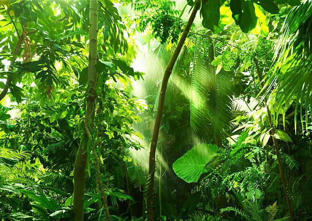 тропический лес, деревья в солнечный свет и дождь - monsoon стоковые фото и изображения