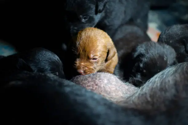 Puppies eating from breast milk