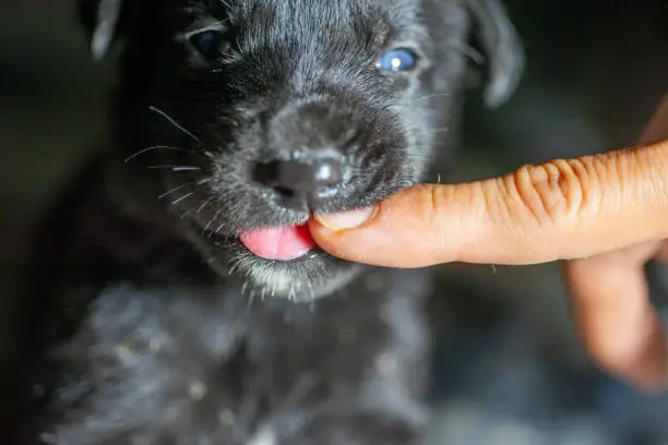 A black puppy is licking fingers of people