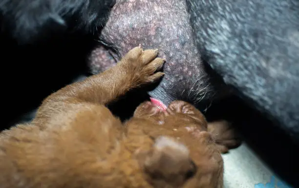 The brown puppy is eating breast milk.