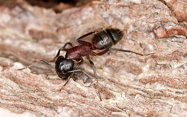 istock Macro photo of a Carpenter ant, Camponotus herculeanus 178502438