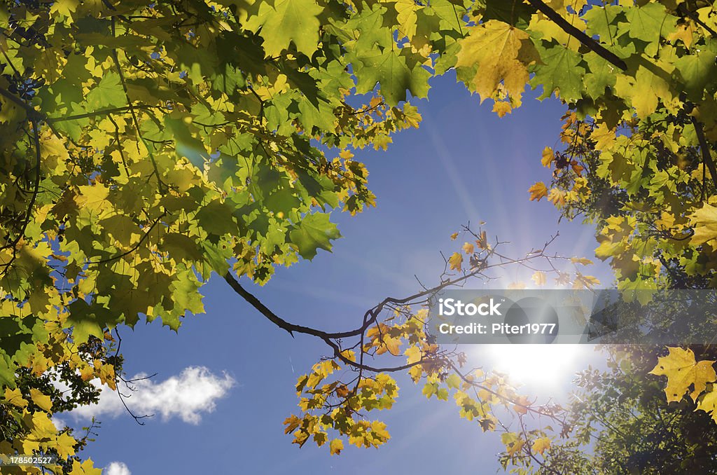 Sunny autumn bastidor - Foto de stock de Aire libre libre de derechos