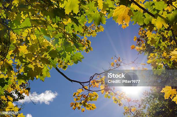 Sunny Autumn Bastidor Foto de stock y más banco de imágenes de Aire libre - Aire libre, Amarillo - Color, Azul