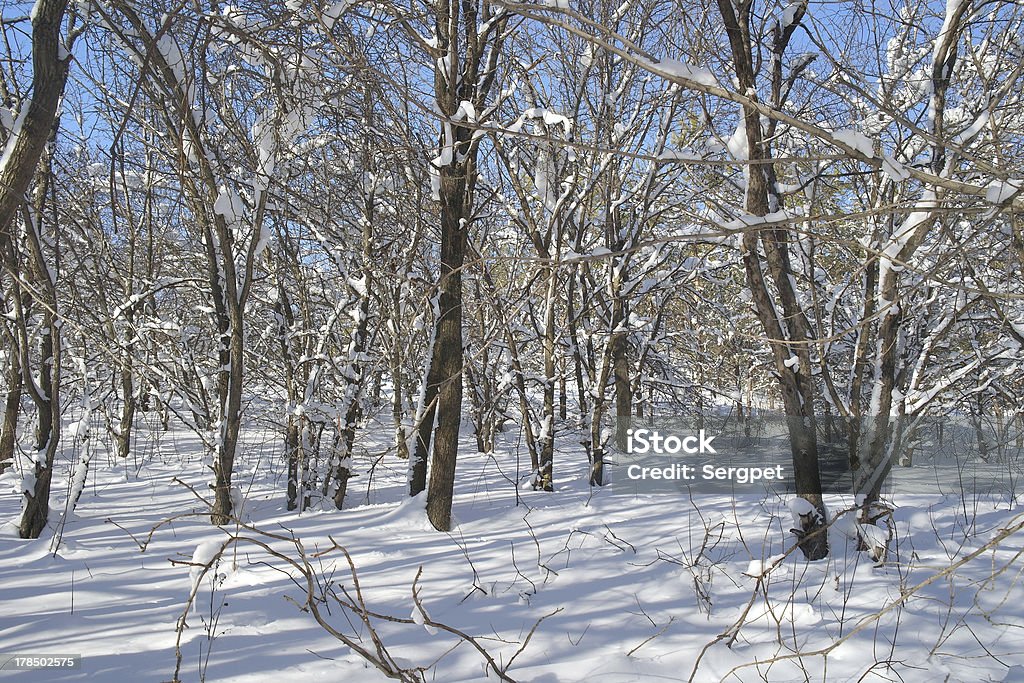 Зимний пейзаж в лесу - Стоковые фото Без людей роялти-фри