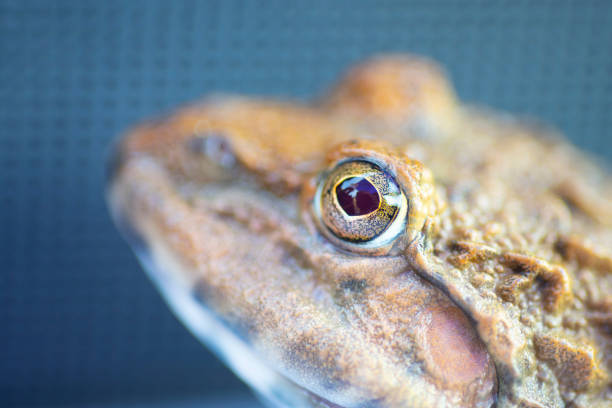 An image of an amphibian frog eye