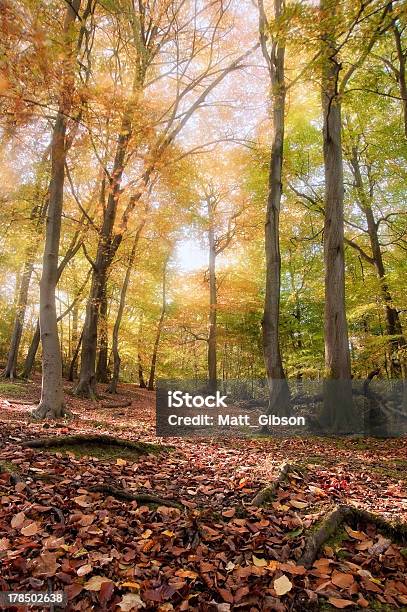 Lebendige Herbst Fallen Wald Landschaft Bild Stockfoto und mehr Bilder von Baum - Baum, Baumgruppe, Blatt - Pflanzenbestandteile