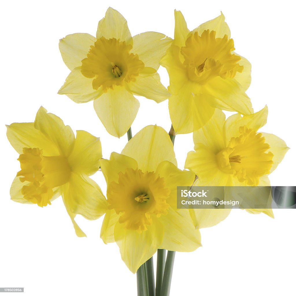 Jonquil fiori - Foto stock royalty-free di Bouquet