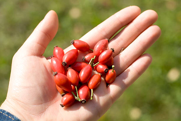 istock handful of rosehips 178502953