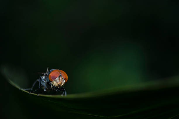 Mosca balançar em uma Folha lanceolada de relva - fotografia de stock