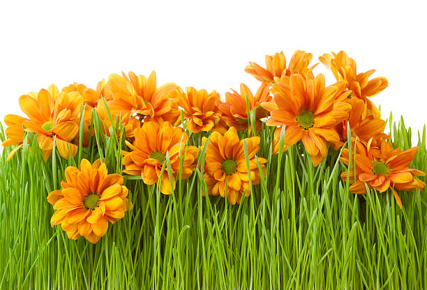 istock Beatiful chrysanths flower in green grass 178503093