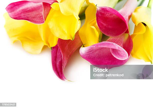 Bunch Of Yellow And Pink Cala Lilies Stock Photo - Download Image Now - Arum Lily, Beauty In Nature, Blossom