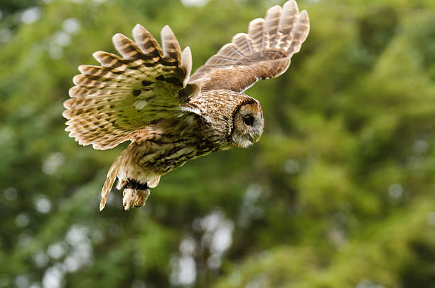 Tawny Owl flying stock photo