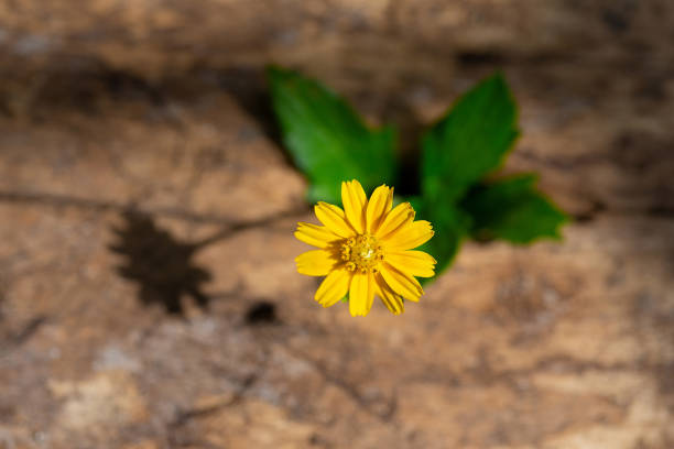 istock Single yellow fresh blooming flower 1785036526