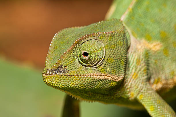 istock Adult green cameleon 178503654