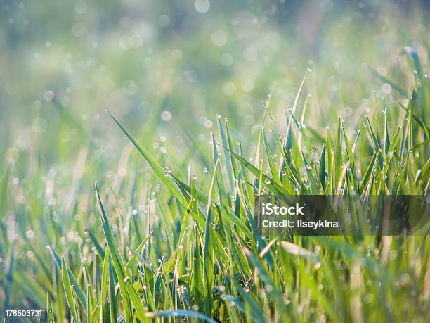 탐욕 잔디 만들진 Dew 0명에 대한 스톡 사진 및 기타 이미지 - 0명, 날씨, 렌즈 플레어