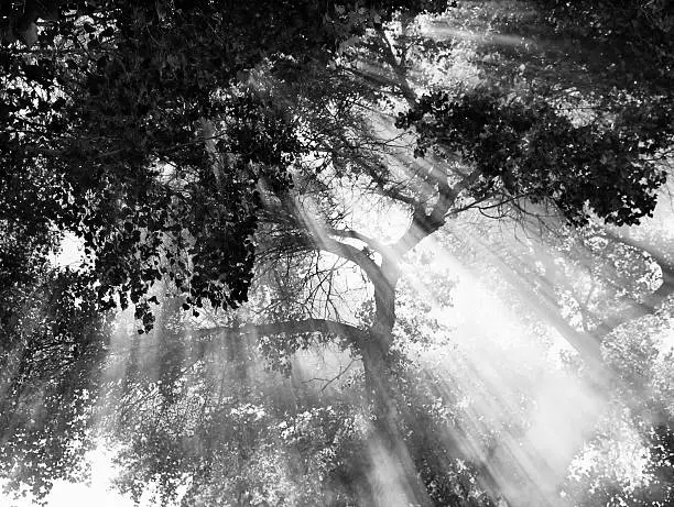 Beams of light Shine Down through Trees