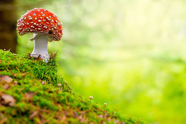 fly agárico, rojo y blanco seta venenosa en el bosque - moss toadstool fotografías e imágenes de stock