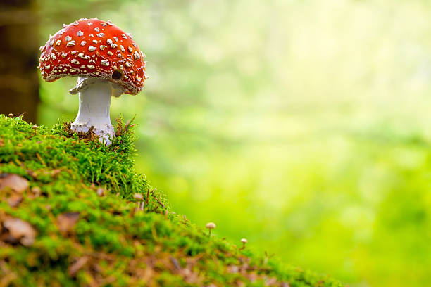муха agaric, красный и белый гриб в лесу токсинов - moss toadstool фотографии стоковые фото и изображения