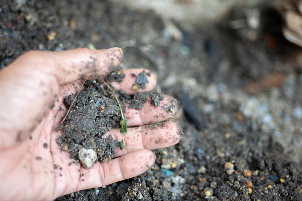 istock The soil on the hands of the elderly 1785039717