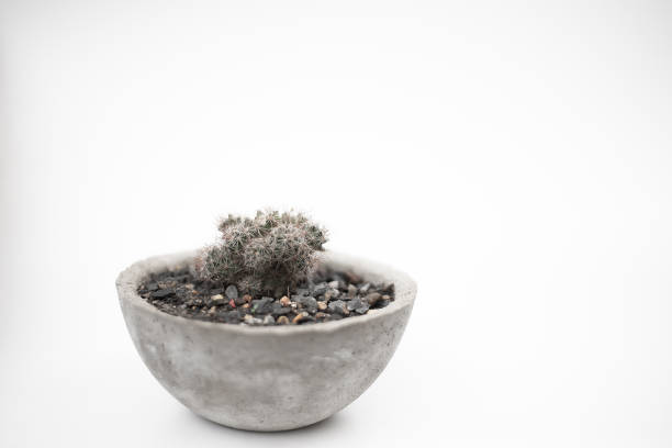 plantes en pot sur fond blanc - resound photos et images de collection