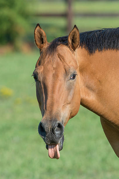 istock Brown horse sticking out tongue 178504125