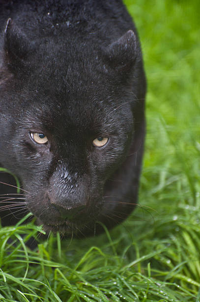 black leopard panthera pardus skradać się poprzez długie trawa - leopard prowling black leopard undomesticated cat zdjęcia i obrazy z banku zdjęć