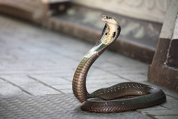 serpiente king cobra - cobra rey fotografías e imágenes de stock