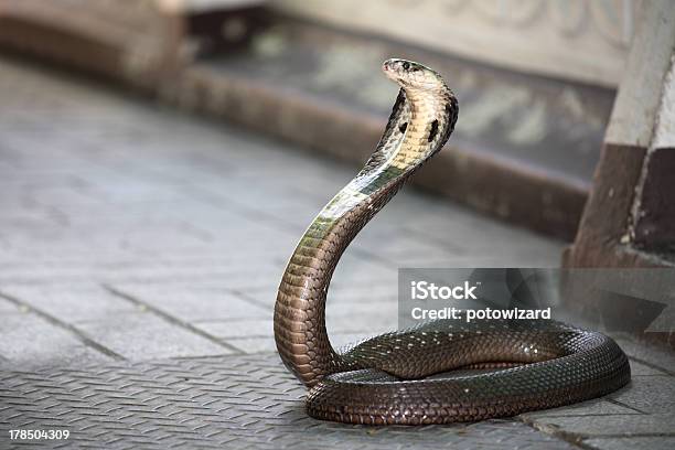 King Cobra Snake Stock Photo - Download Image Now - King Cobra, Animal  Wildlife, Animals In The Wild - iStock