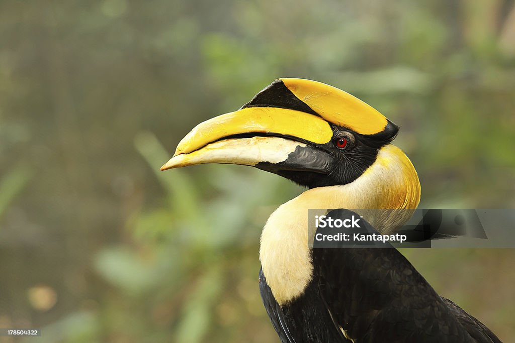 Gelbschnabel Hornbill. - Lizenzfrei Afrika Stock-Foto