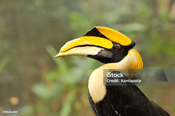 노란색 청구 코뿔새 검은색에 대한 스톡 사진 및 기타 이미지 - 검은색, 기이함, 깃털