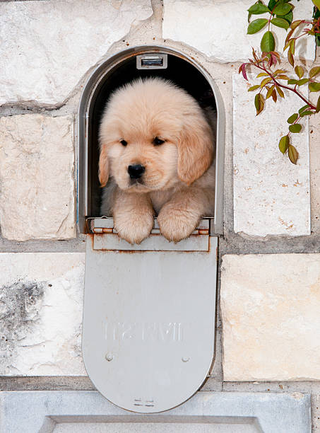 Puppy Mail stock photo