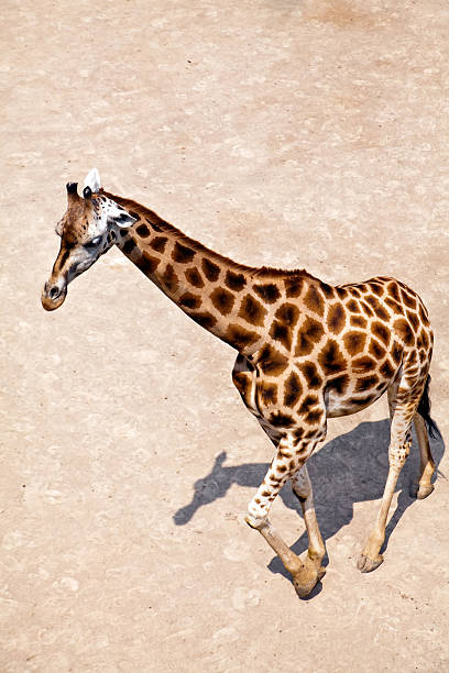 giraffa singolo - length south high up climate foto e immagini stock