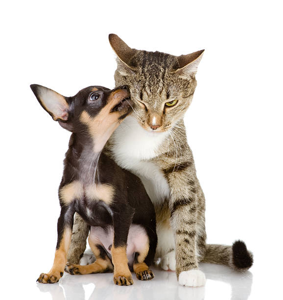 istock Puppy licking on a tabby cat's face 178504724