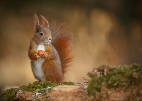Red squirrel, Sciurus vulgaris, looking right and holding a hazelnut