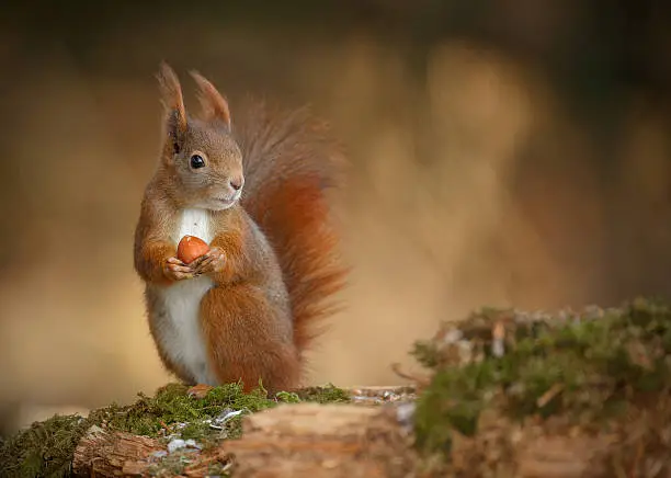 Photo of Red squirrel looking right