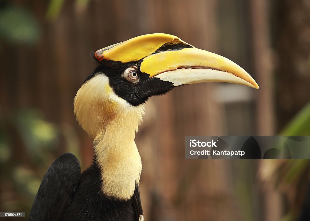 Żółty Billed Hornbill - Zbiór zdjęć royalty-free (Afryka)