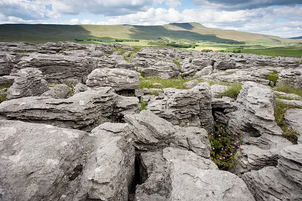 "Herb Robert in Limestone Cracks Looking Towards Whernside, UK"