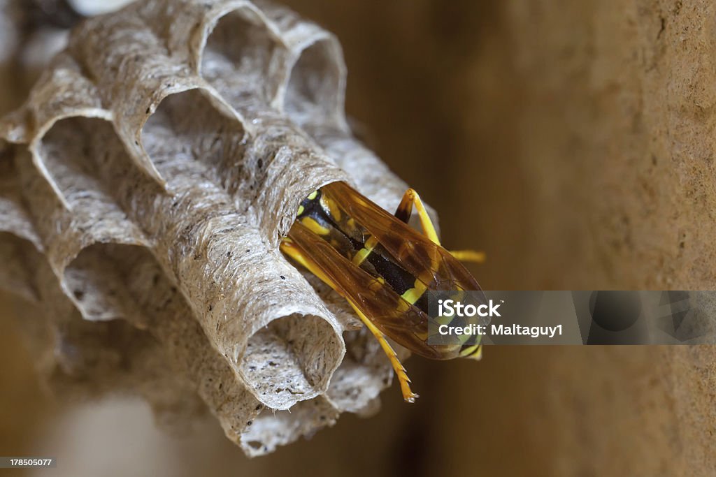 Paper Wasp Queen - Zbiór zdjęć royalty-free (Bez ludzi)