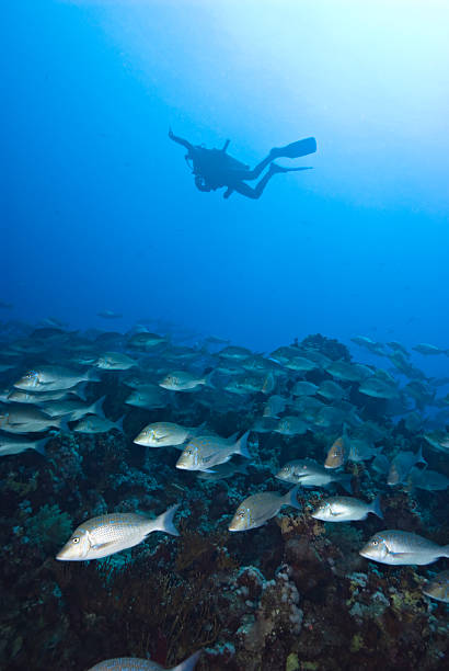 istock School of Bluescale emperor (Lethrinus nebulosus) over a coral r 178505095