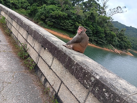 Monkey on a bridge of reservoir with mirror still green water, showing great variations of facial expressions