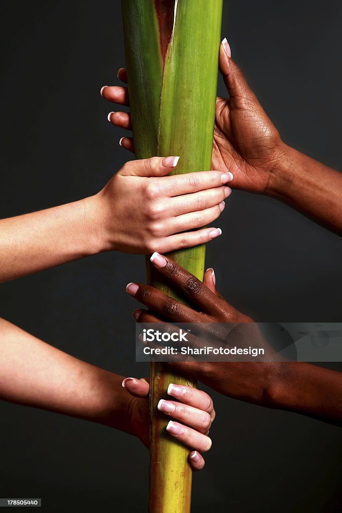 HändePflanzenFreundschaft Hands of different skin colors lift a plant together Adult Stock Photo