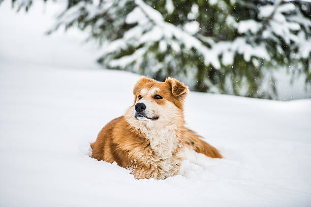 istock red dog on the snow 178505458
