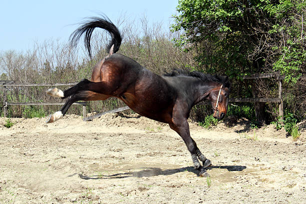 brown horse kicking ranch scene