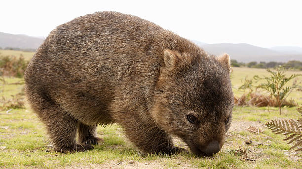 A furry brown wombat grazing in a field