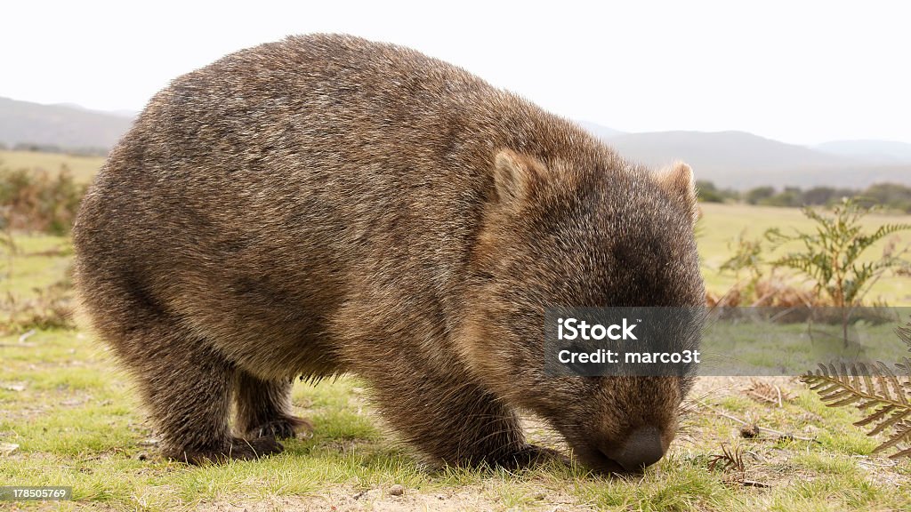 A furry brown wombat grazing in a field "Close up of wombat in Narawntapu national park, Australia" Wombat Stock Photo